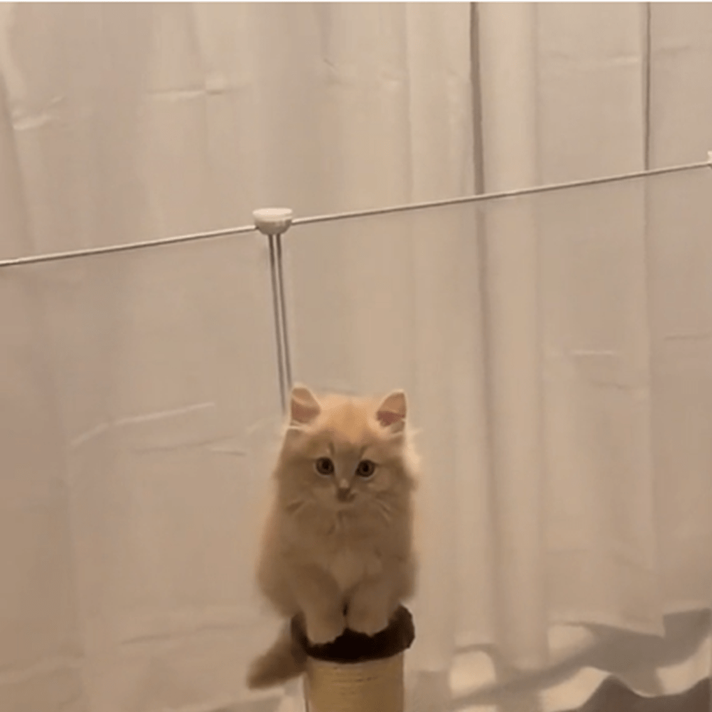 助けを求めるつぶらな瞳が可愛い（＠yupachillさんより提供）