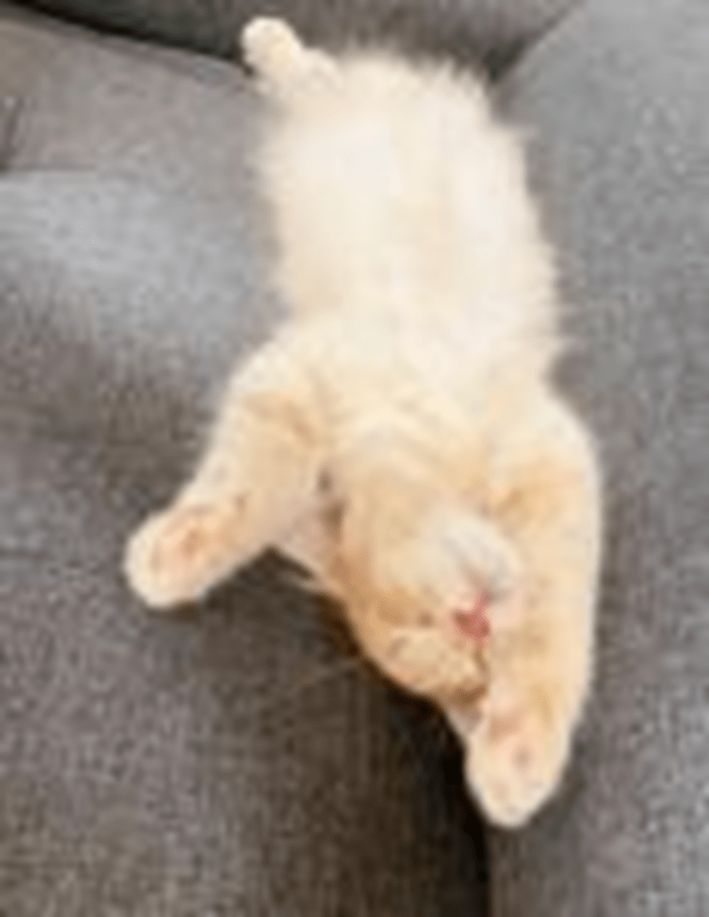 無防備な姿で眠るゆぱくん（＠yupachillさんより提供）