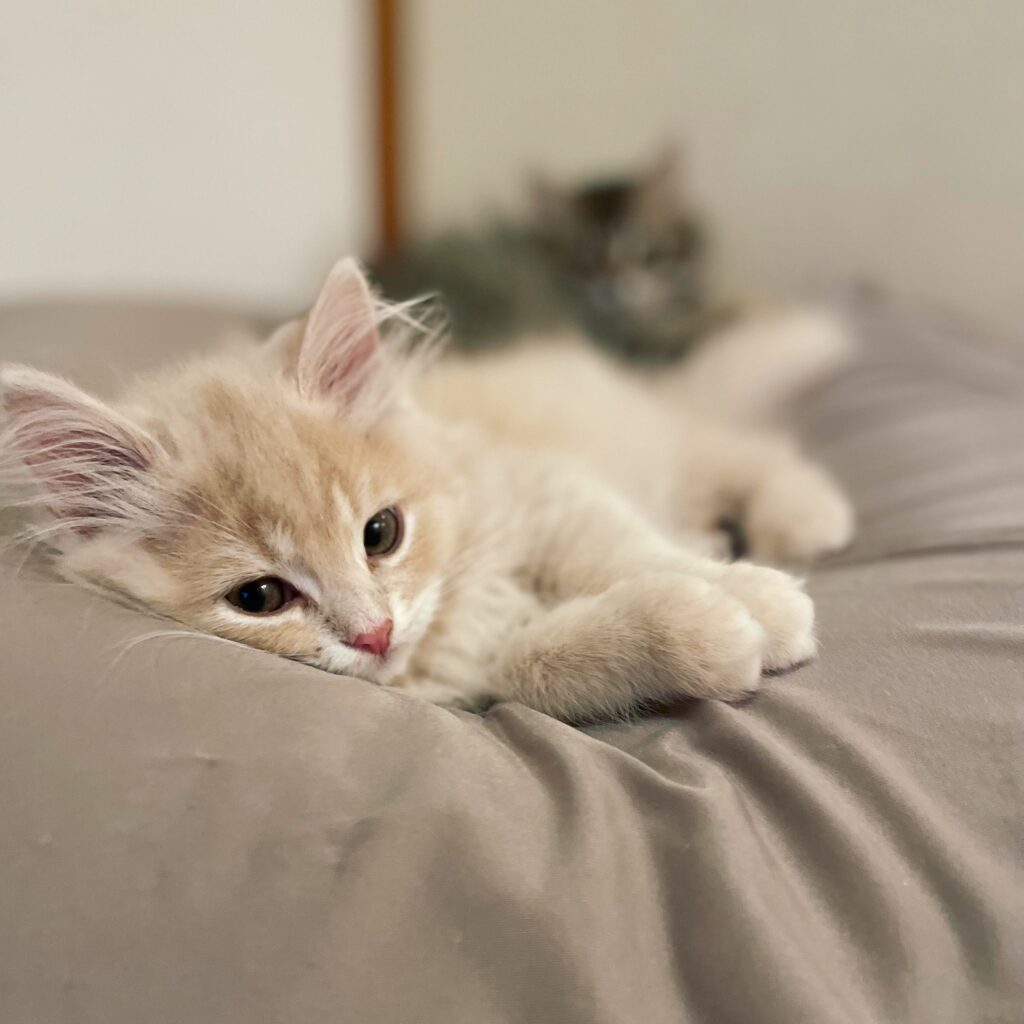 可愛いポーズでキメキメ♪（＠yupachillさんより提供）