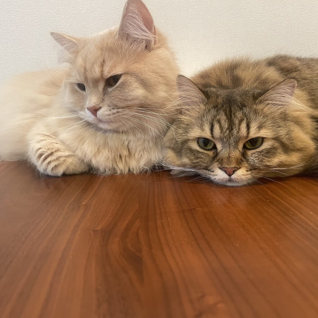 妹猫のチルちゃんと仲良しです（＠yupachillさんより提供）