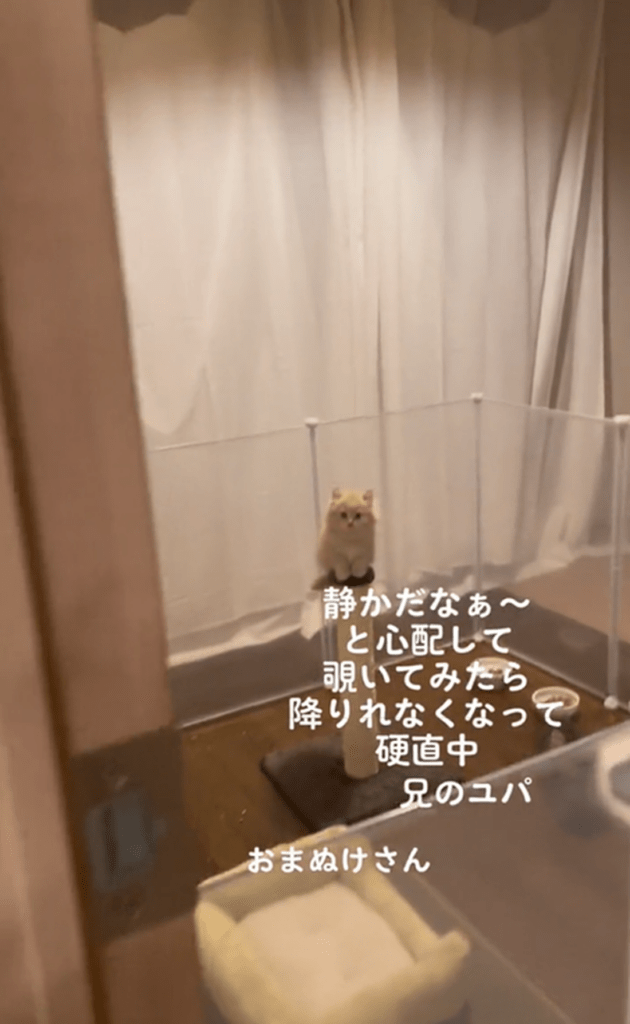 【実際の写真5枚】　飼い主さんが見た光景