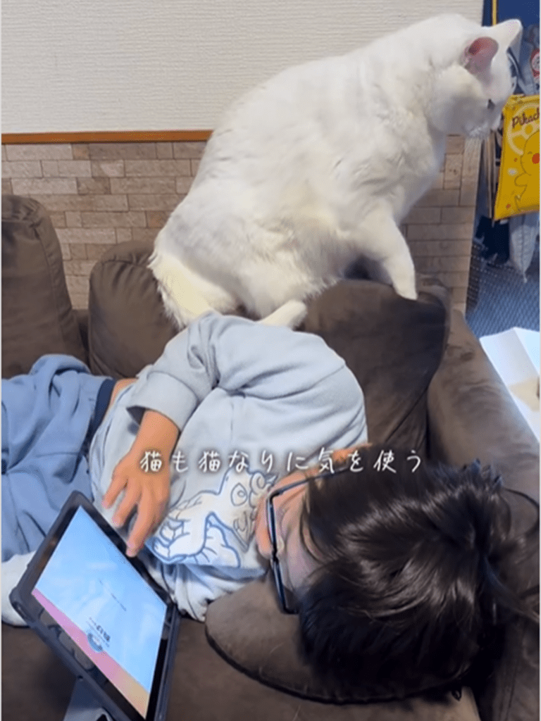 ソファーをフミフミしながら、遊びたい気持ちを我慢（＠chouchou_cherie_caroさんより提供）