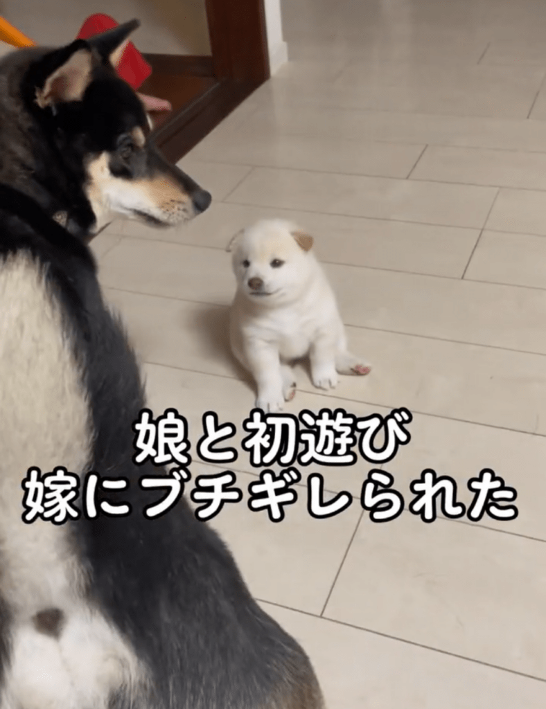 ウメちゃんと遊ぶギンガくん（@uoooooo7818さんより提供）