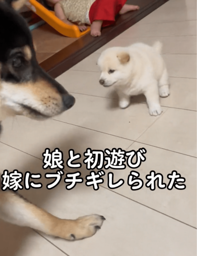 【実際の写真5枚】　飼い主さんが見た光景