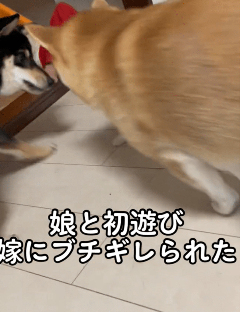 2匹の間に割って入るコウメさん（@uoooooo7818さんより提供）