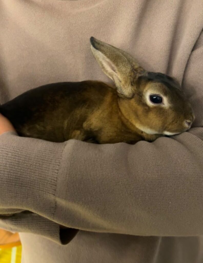 抱っこされるこげちゃん（＠che.kongeさんより提供）