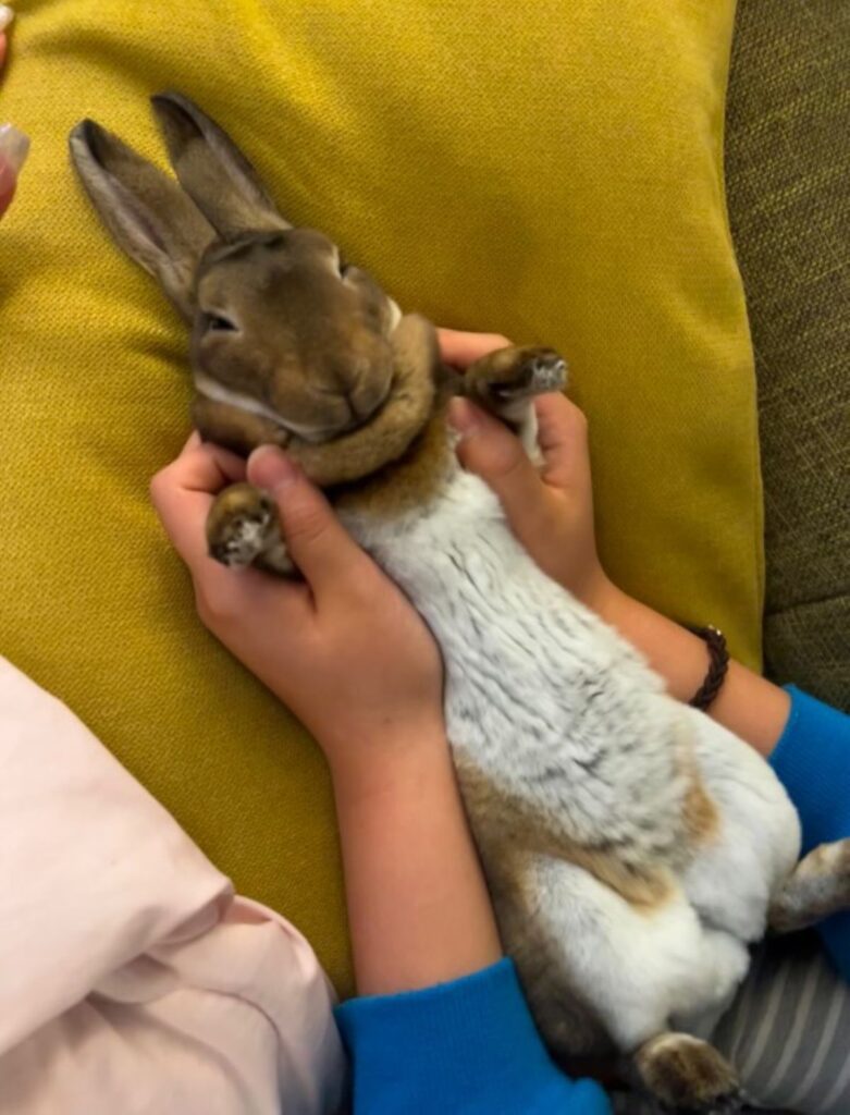 仰向けになるこげちゃん（＠che.kongeさんより提供）