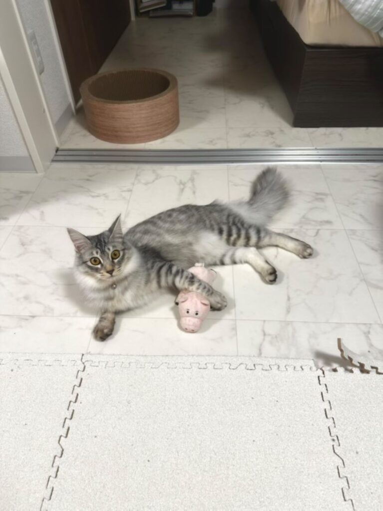 普段のむぎ太くん①（＠mugita_515さんより提供）