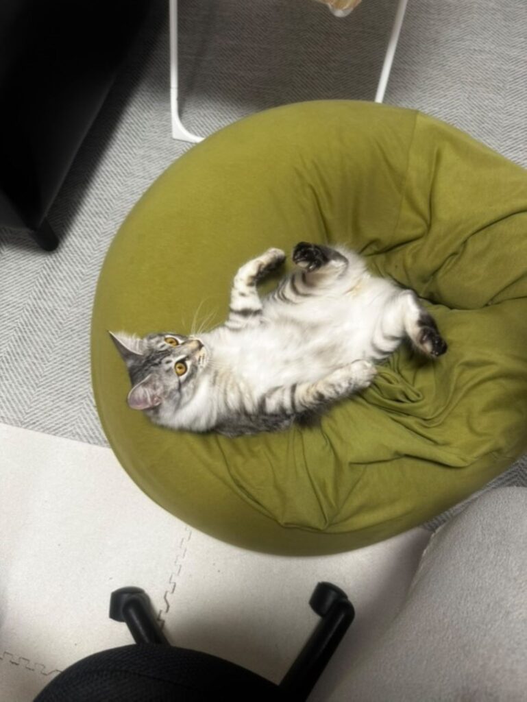 普段のむぎ太くん②（＠mugita_515さんより提供）