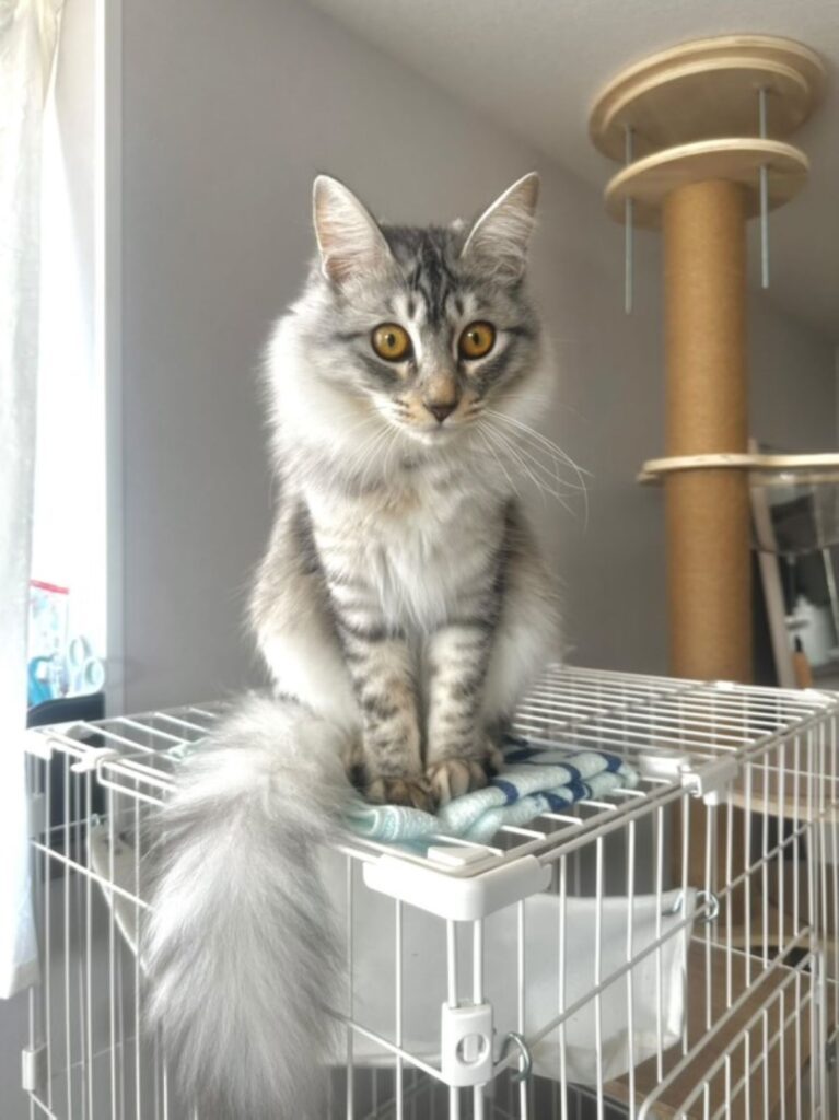 普段のむぎ太くん③（＠mugita_515さんより提供）