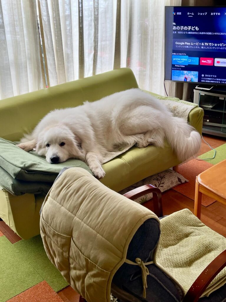 くつろぐドレミちゃん（＠doremi_noutaさんより提供）