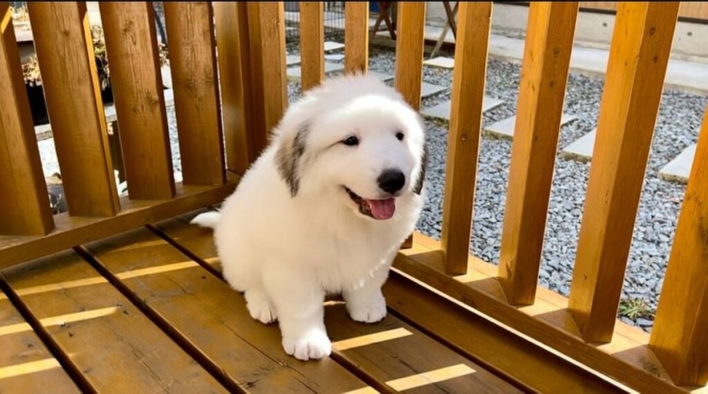 子犬の頃（＠doremi_noutaさんより提供）