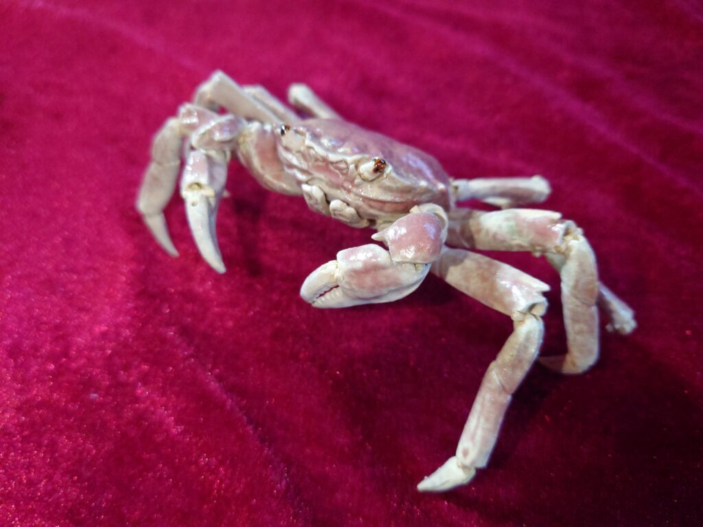 陶器のカニ（@Naoaki_Soneさんより提供）