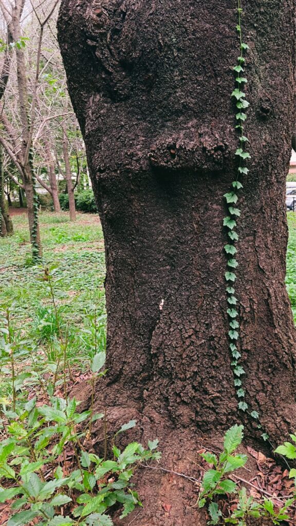 木登りをしている葉っぱたち（＠_______aonaさんより提供）