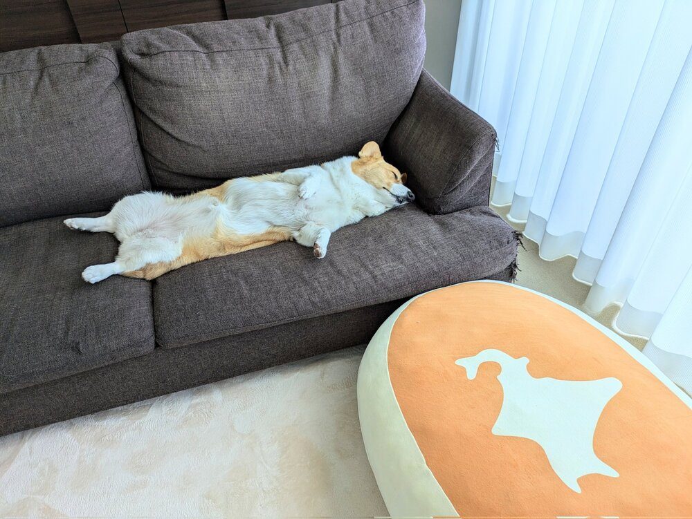 たまには、普通のソファでのんびり（@komachiaya_さんより提供）