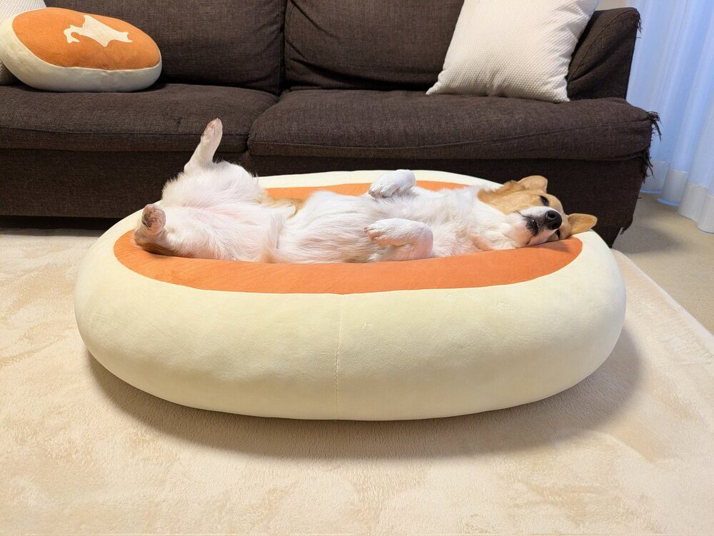 クッションの上を満喫するこまちちゃん（@komachiaya_さんより提供）