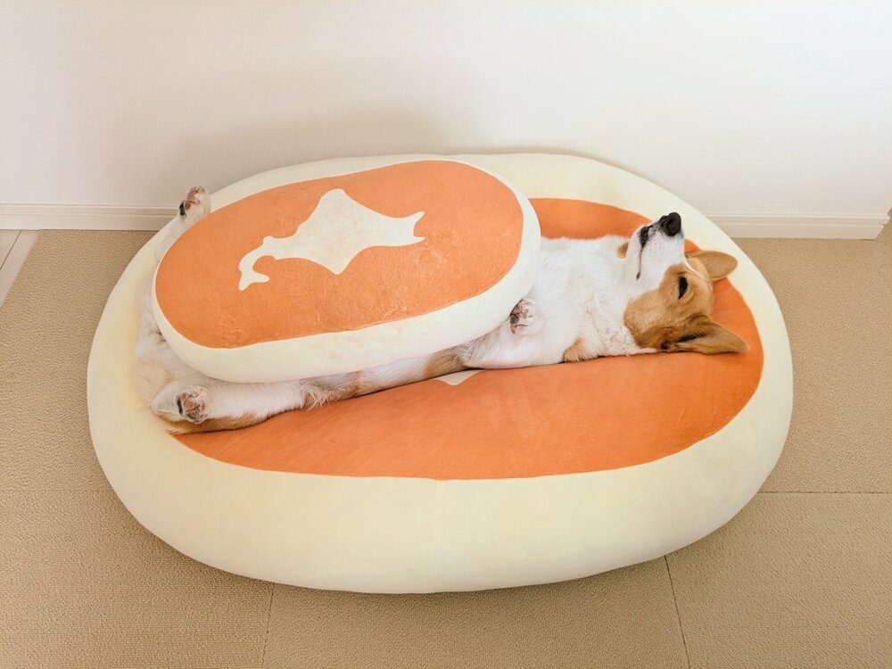 お気に入りのクッションでサンドされるこまちちゃん（@komachiaya_さんより提供）