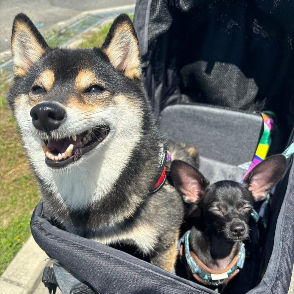 相棒の豆福くんとお出かけ（@komesuke315さんより提供）