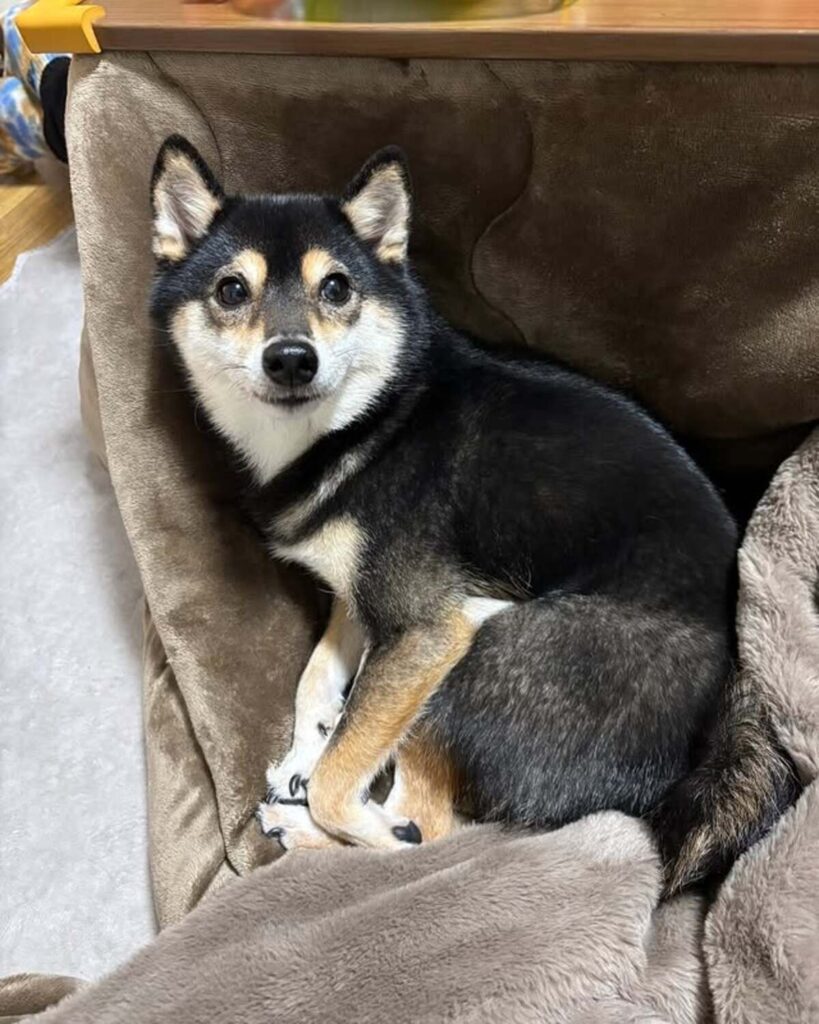 普段のコメ助くん（@komesuke315さんより提供）