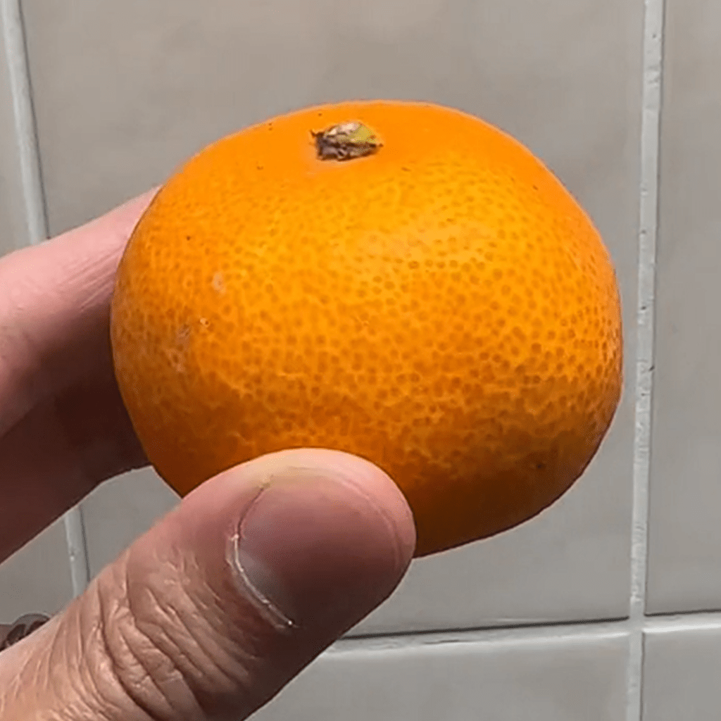 ミカンの皮には、汚れ落としや消臭効果が！（＠pajamakazokuさんより提供）