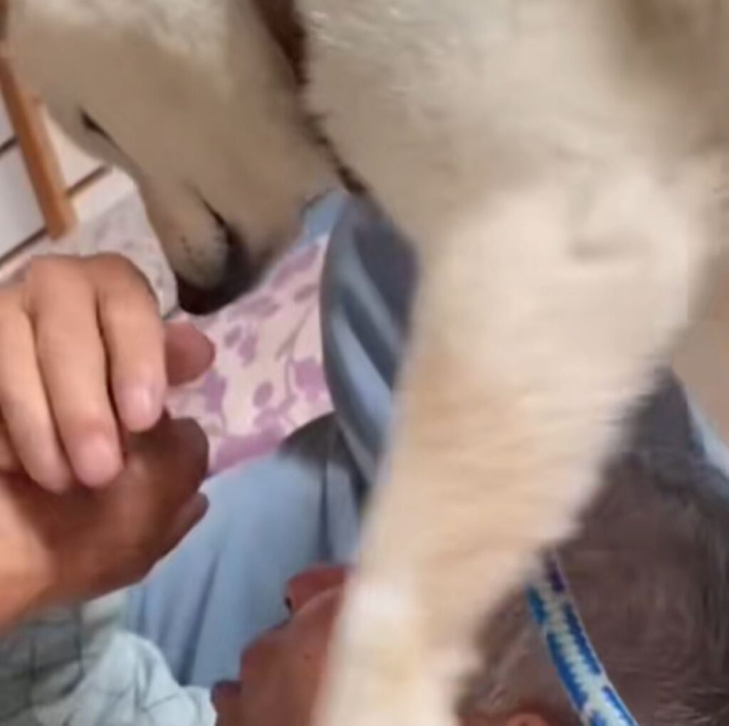 めげないわた丸くん（＠watamaruさんより提供）