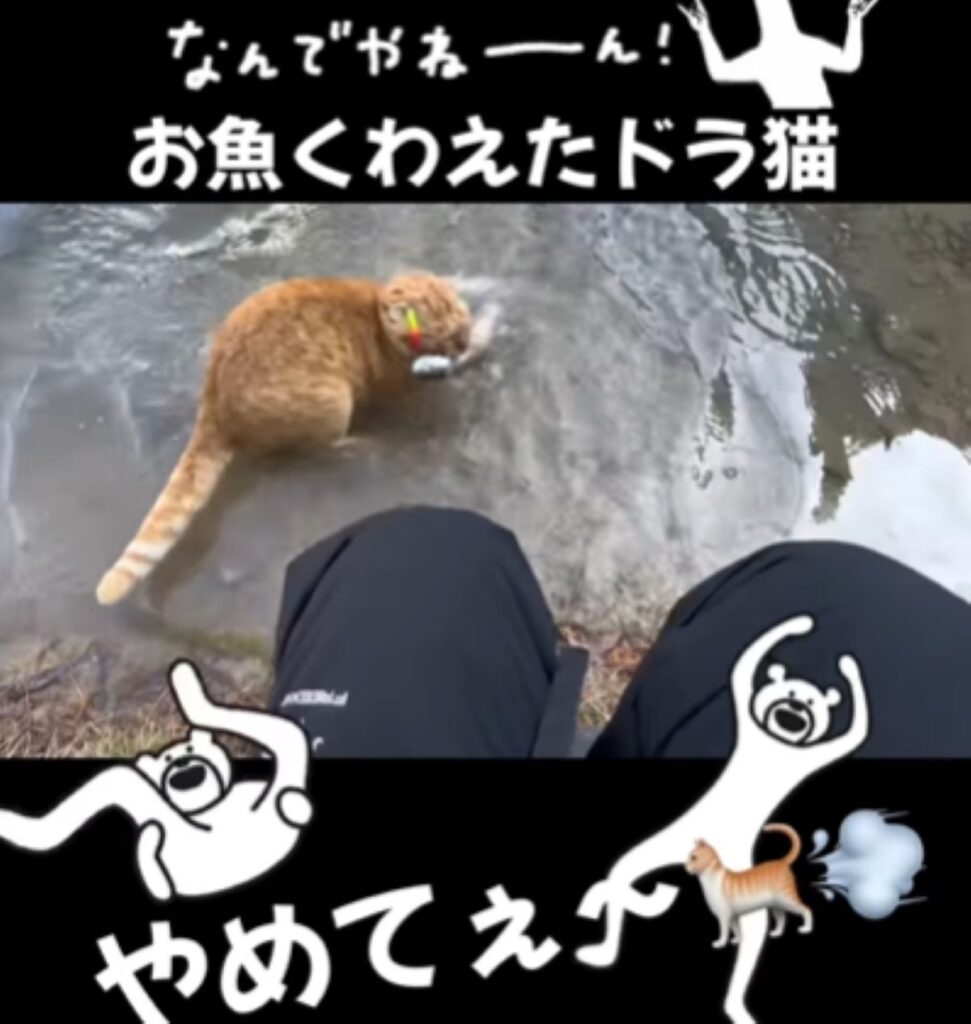 魚をくわえると…（＠yuri___fujiiさんより提供）