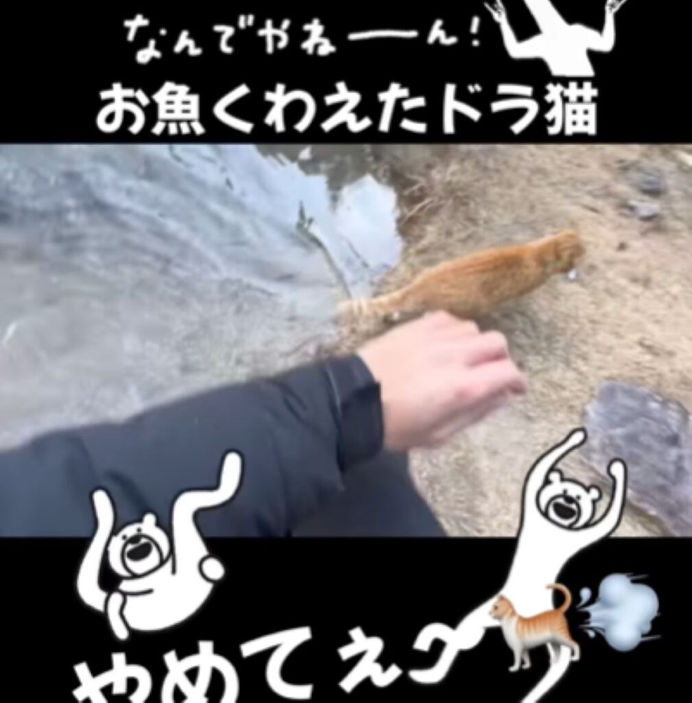 素早く走って行く猫ちゃん（＠yuri___fujiiさんより提供）