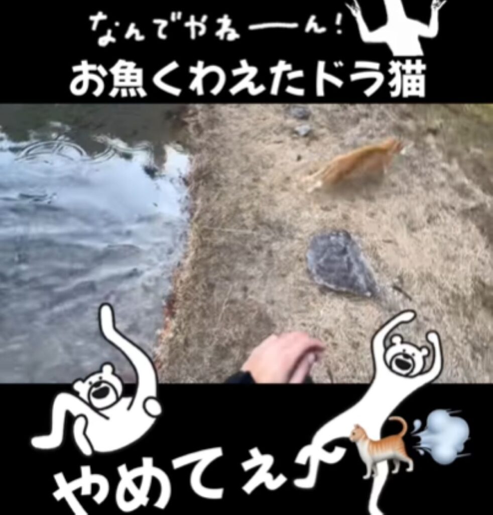 逃げて行った猫ちゃん（＠yuri___fujiiさんより提供）