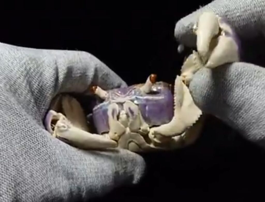 手で動かせます（@Naoaki_Soneさんより提供）