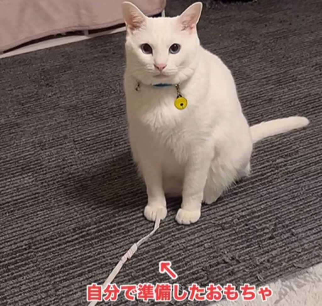 おもちゃを準備しています（＠user5252430348026さんより提供）