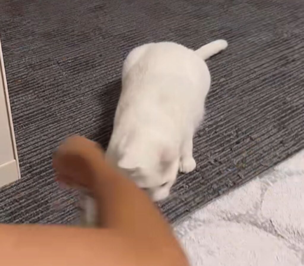 ようやく遊んでもらえました（＠user5252430348026さんより提供）