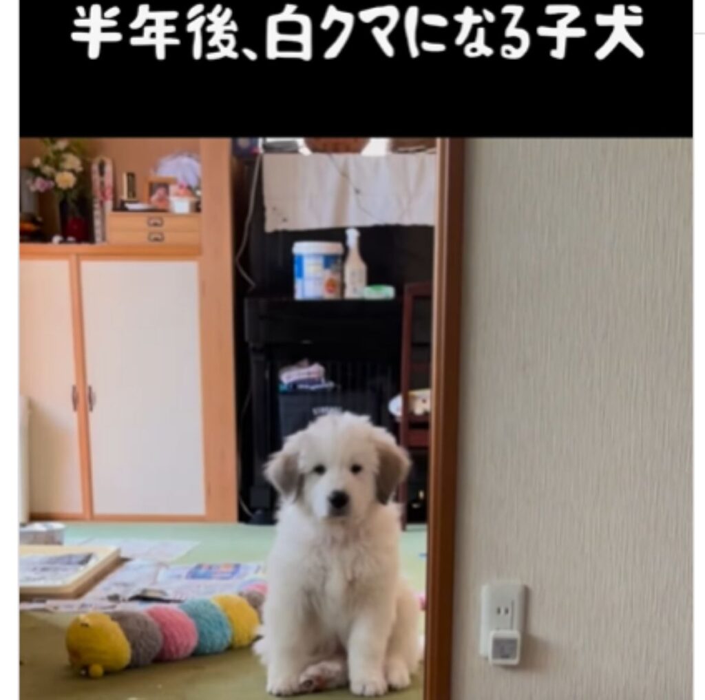 【実際の写真5枚】　半年後の様子