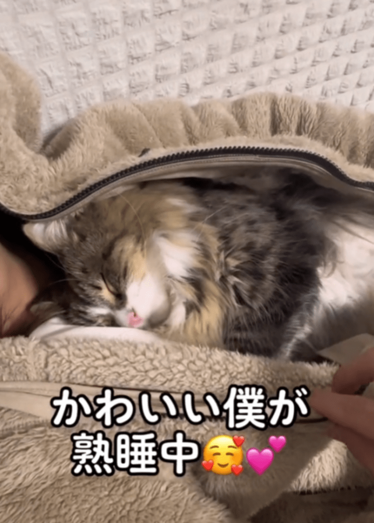 猫ちゃんが！（@kikililinyanzさんより提供）