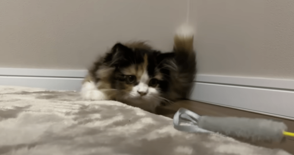 おもちゃで遊ぶこうめちゃん（@こなつライフさんより提供）