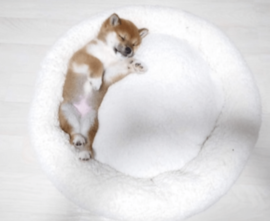 【実際の写真5枚】　4年後の様子