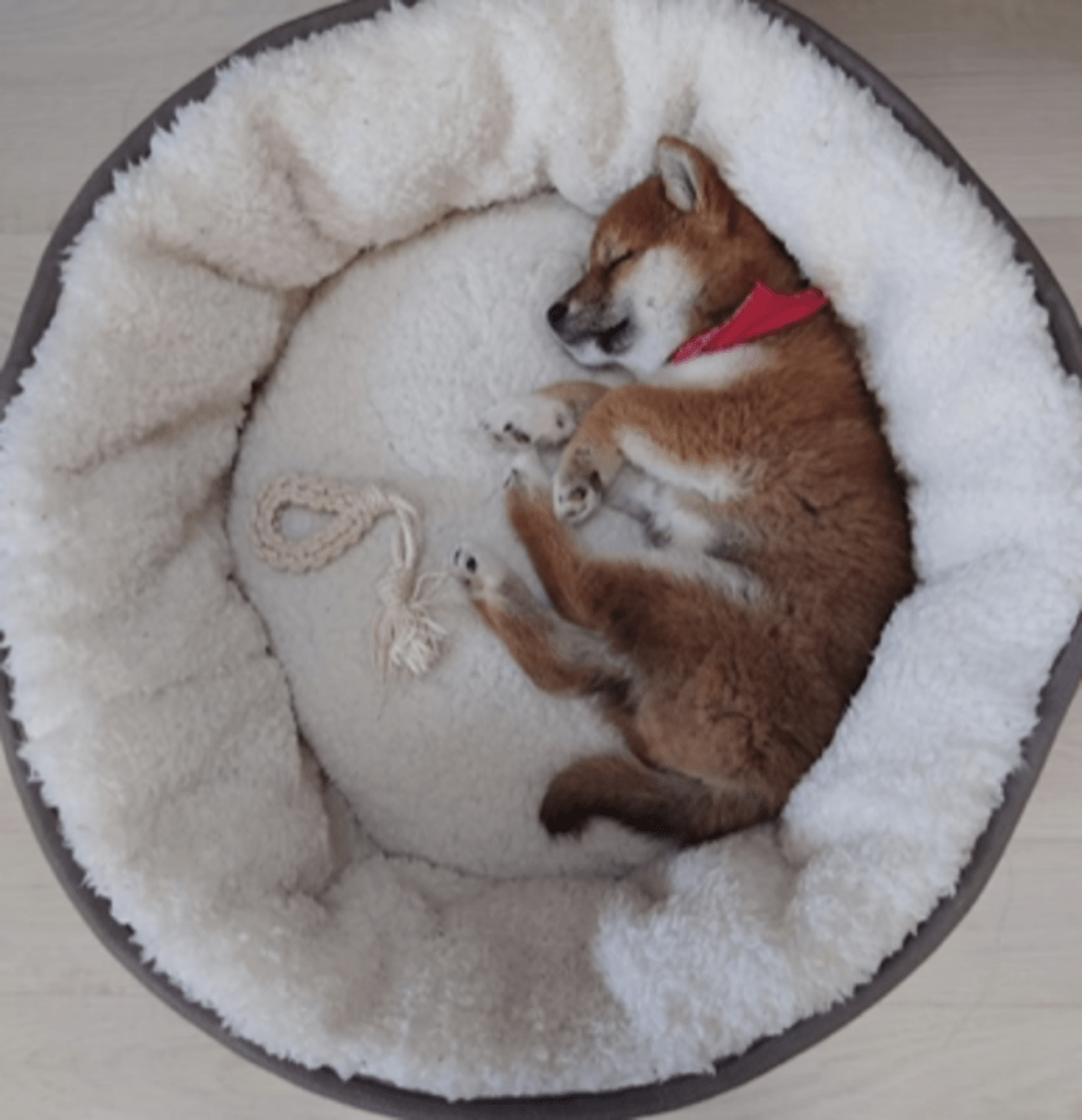 すくすくと育ち…（@anzu_miya_ko_ooさんより提供）