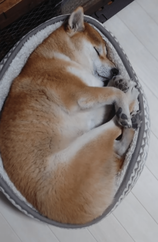 同じベッドなのに今では（@anzu_miya_ko_ooさんより提供）