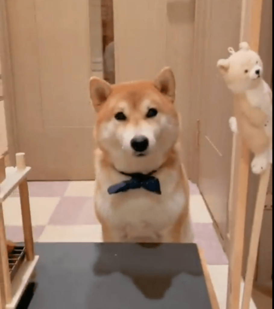 おとなしく撮影に付き合う栗太郎くん（@suzuki_kuritaroさんより提供）