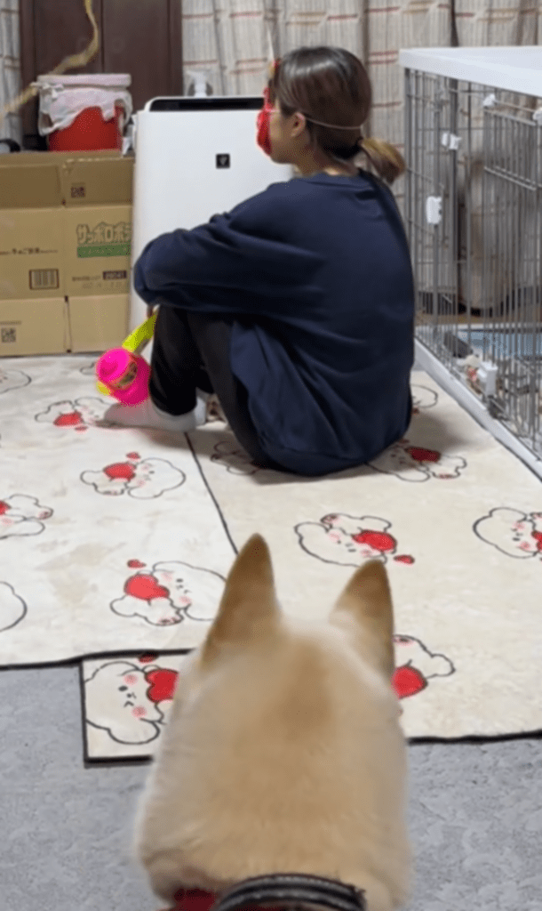 距離を取って様子をうかがうハピちゃん（@shibalove15さんより提供）