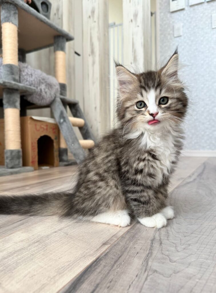 子猫のときの様子（@Shirasu71minuetさんより提供）