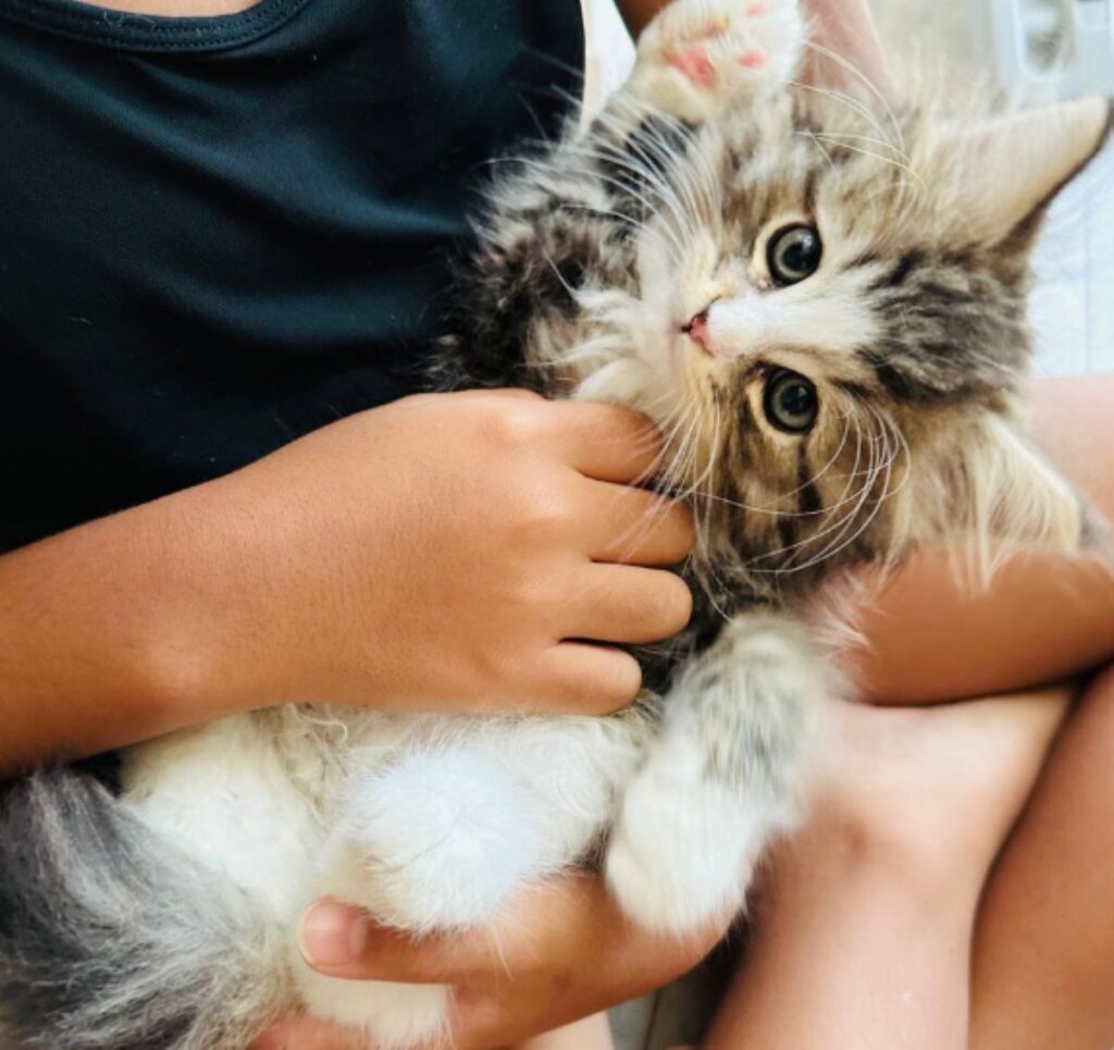 お迎えした当時の様子（@Shirasu71minuetさんより提供）