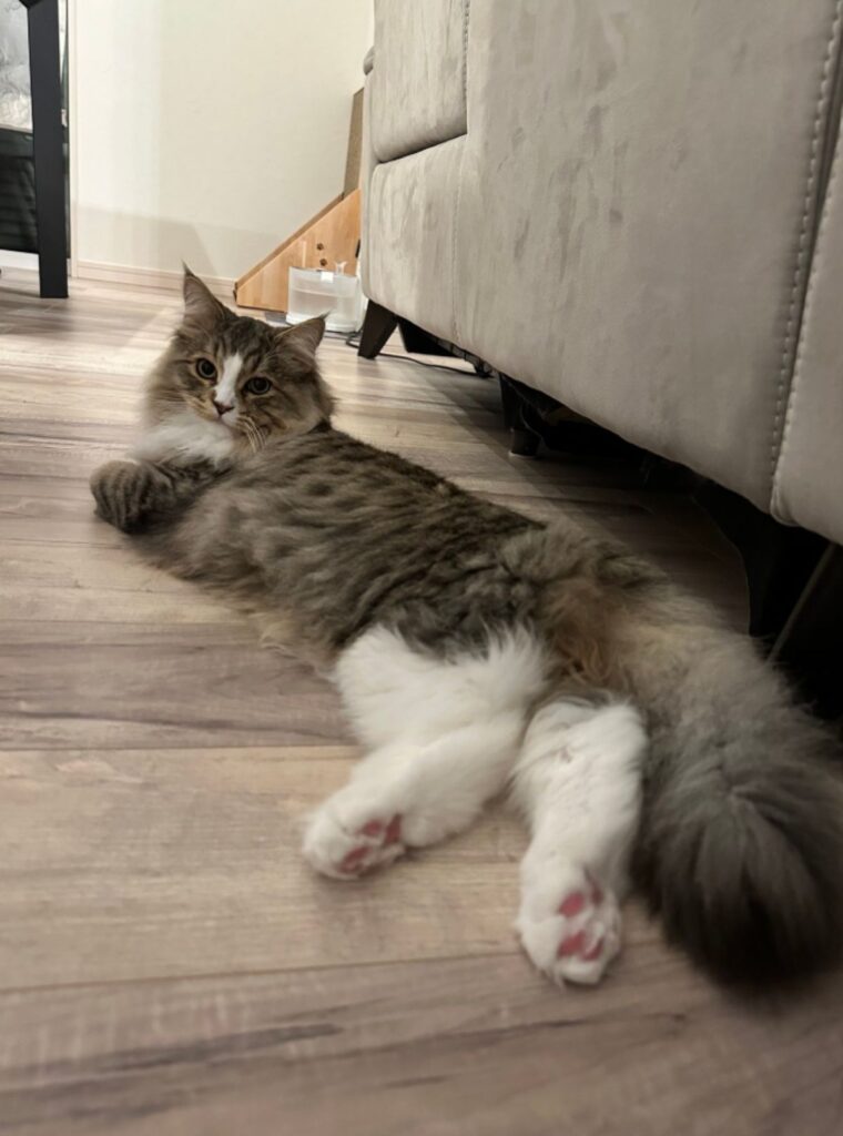 最近の様子（@Shirasu71minuetさんより提供）