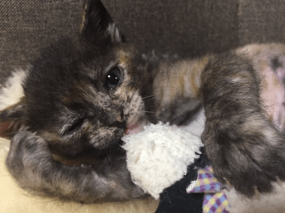 「8kgを超えるかも？」と言われた頃（@cute20200424さんより提供）