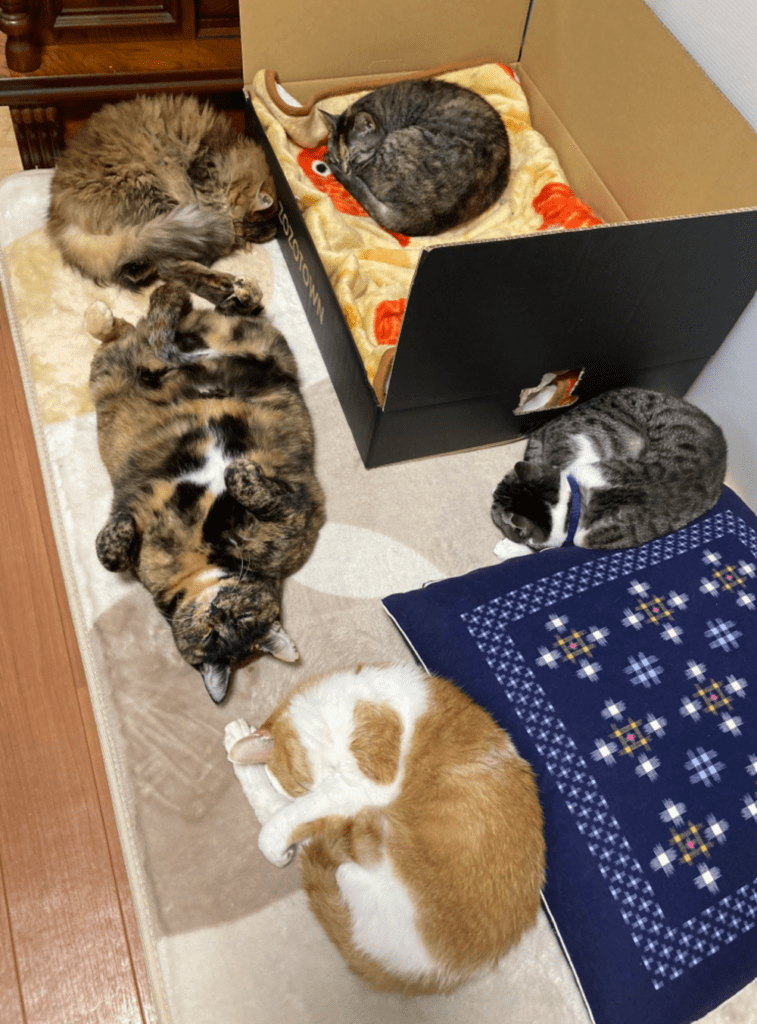 暖かい場所で、ほどよい距離を保ってくつろぐ猫たち（@cute20200424さんより提供）
