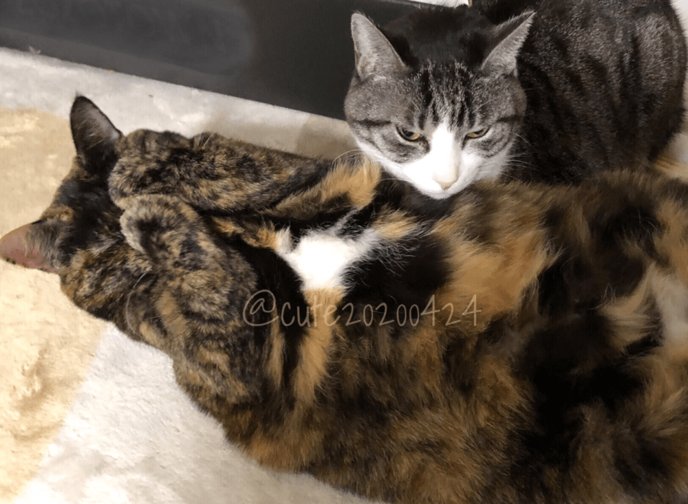 モコモコのお手々がキュート！（@cute20200424さんより提供）
