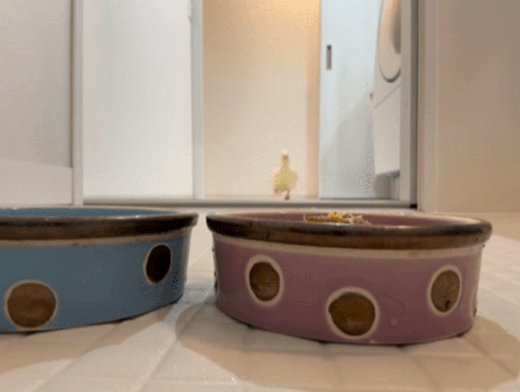 遠くから…！（@callduck_kiraさんより提供）