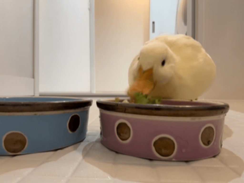 猛スピードでご飯を食べます（@callduck_kiraさんより提供）