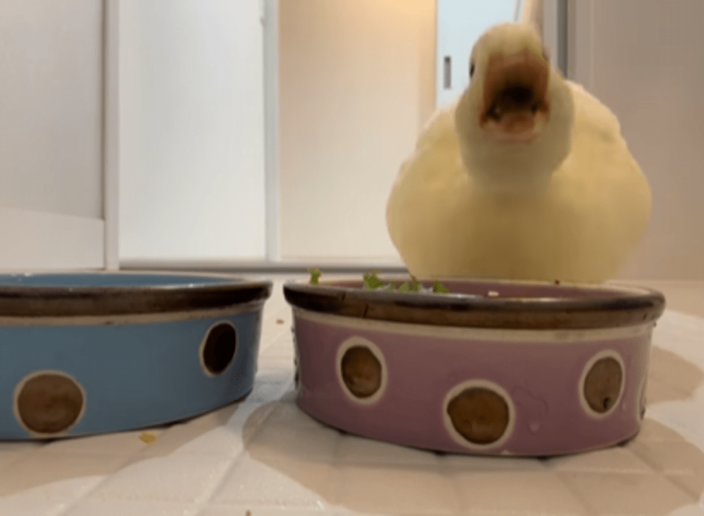 ご飯に全力なきらちゃん！（@callduck_kiraさんより提供）