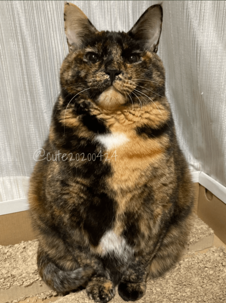 まるで「気をつけ！」のポーズ（@cute20200424さんより提供）
