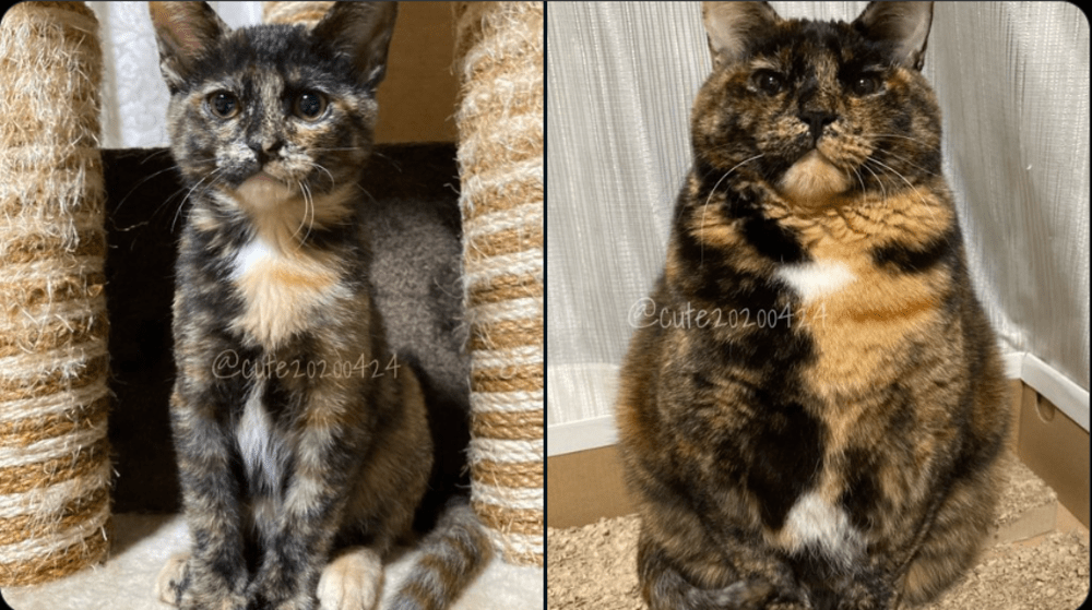 比べると一目瞭然！（@cute20200424さんより提供）
